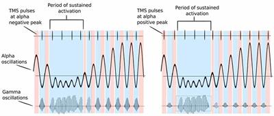 Can Oscillatory Alpha-Gamma Phase-Amplitude Coupling be Used to Understand and Enhance TMS Effects?